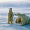 Polar Bears, Churchill, Canada.jpg