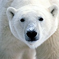 Snow on Snout, Polar Bear.jpg