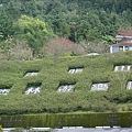 東眼山森林遊樂區