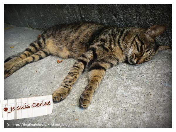 cat village-8 cat village-8