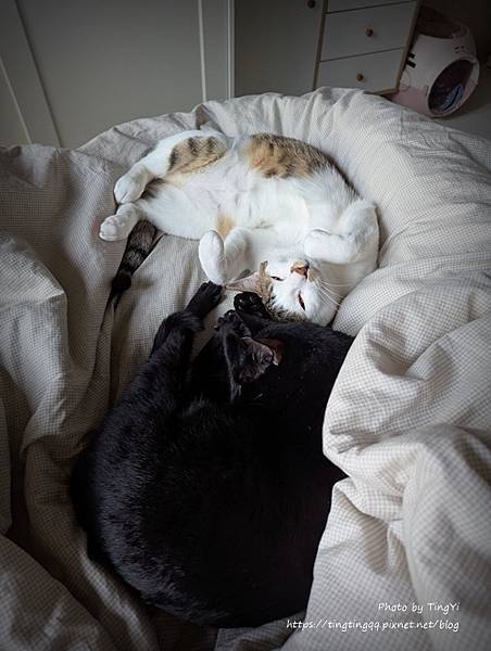 雙寶選品:睡窩&貓抓板 雙寶選品:睡窩&貓抓板