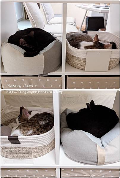 雙寶選品:睡窩&貓抓板 雙寶選品:睡窩&貓抓板