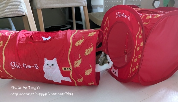 雙寶選品：睡窩＆貓抓板