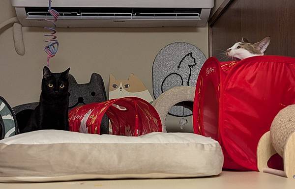 雙寶選品:睡窩&貓抓板 雙寶選品:睡窩&貓抓板