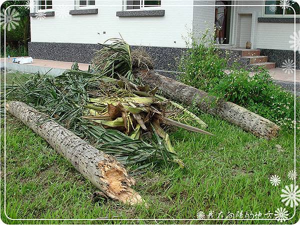 屋後的椰子樹終於砍掉了.jpg