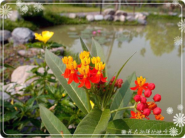 生態池邊的花草_3.jpg