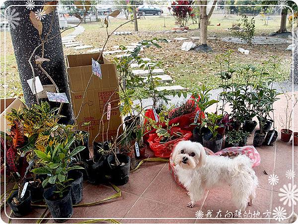 座位區旁小花圃準備種的花.jpg