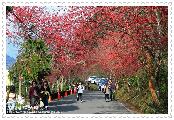 草坪頭櫻花76.JPG