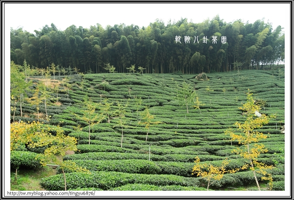 八卦茶園24.JPG