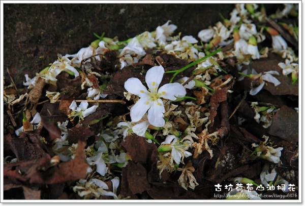 荷苞山油桐花25.JPG