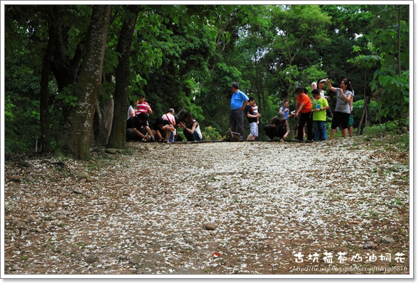 荷苞山油桐花14.JPG