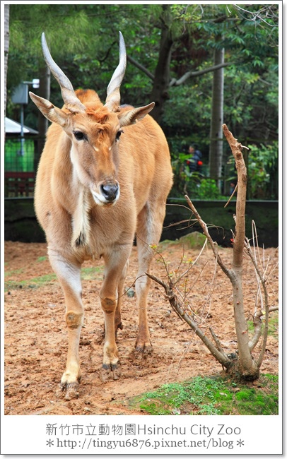 新竹市立動物園11.JPG