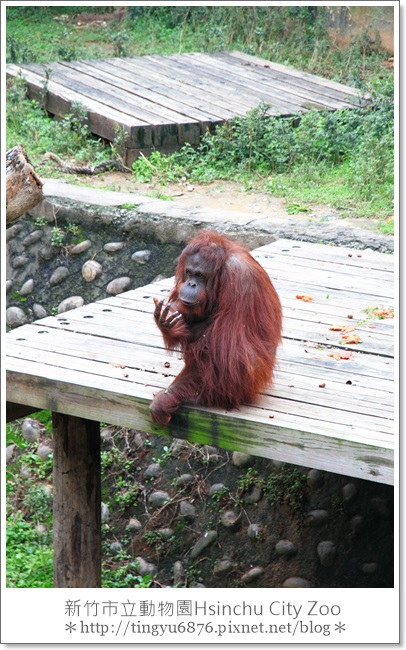 新竹市立動物園35.JPG