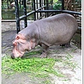 新竹市立動物園46.JPG