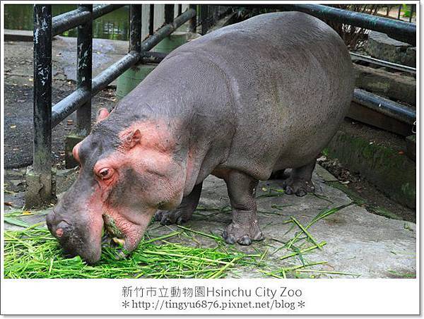 新竹市立動物園48.JPG