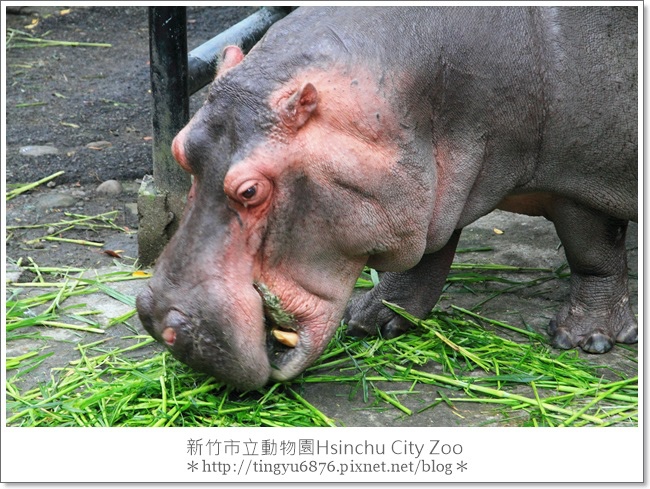 新竹市立動物園50.JPG