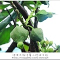 小琉球252.JPG