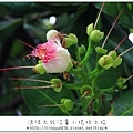 小琉球254.JPG