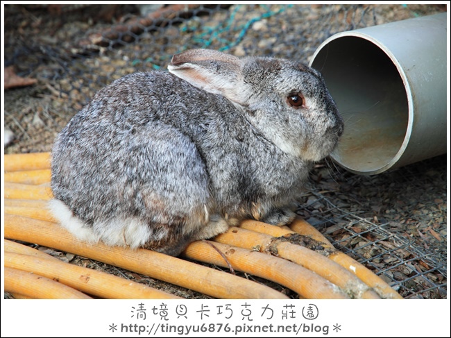 貝卡巧克力莊園82.JPG