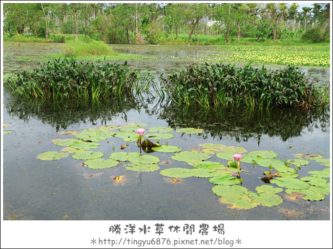勝洋水草01.JPG 勝洋水草01.JPG