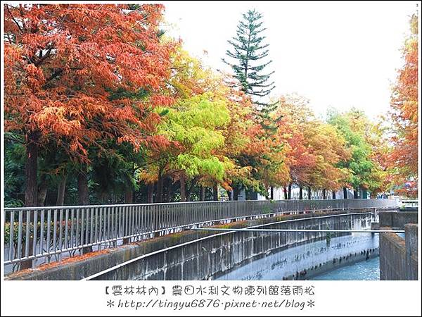 雲林林內落雨松14.JPG