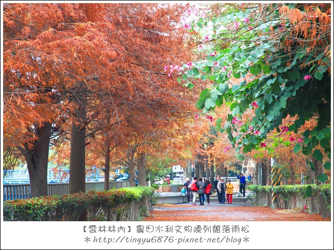 雲林林內落雨松21.JPG