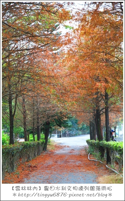 雲林林內落雨松23.JPG