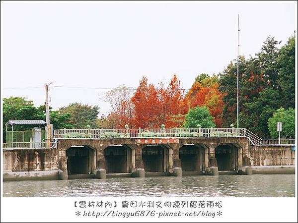 雲林林內落雨松30.JPG