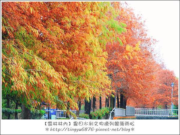 雲林林內落雨松32.JPG