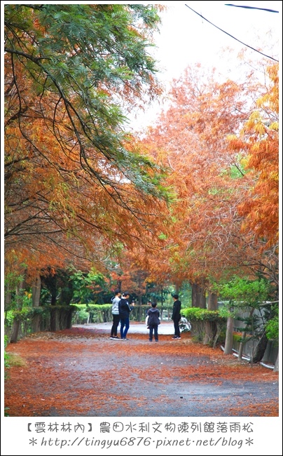 雲林林內落雨松55.JPG