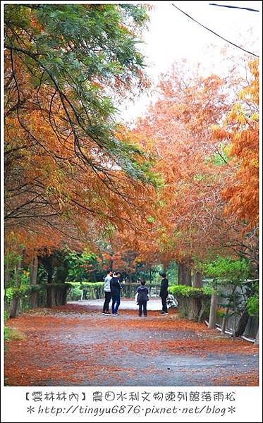 雲林林內落雨松55.JPG