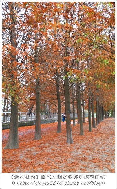 雲林林內落雨松77.JPG