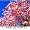 2021司馬庫斯櫻花季90.JPG