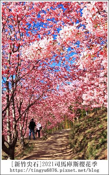 2021司馬庫斯櫻花季91.JPG