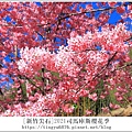 2021司馬庫斯櫻花季93.JPG