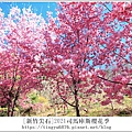 2021司馬庫斯櫻花季128.JPG