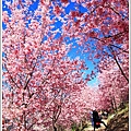 2021司馬庫斯櫻花季153.JPG