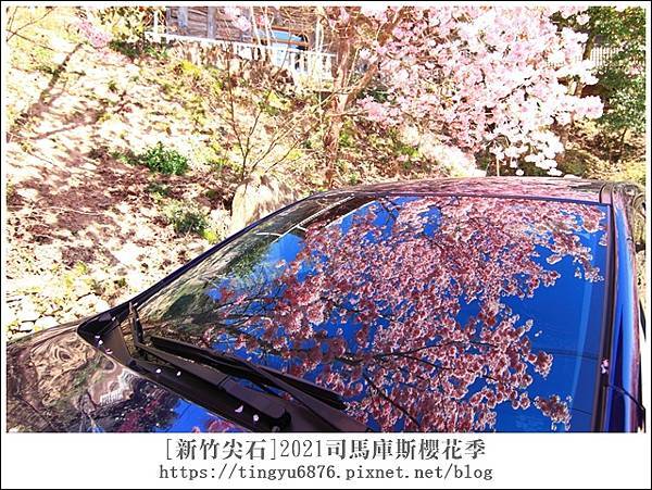 2021司馬庫斯櫻花季230.JPG