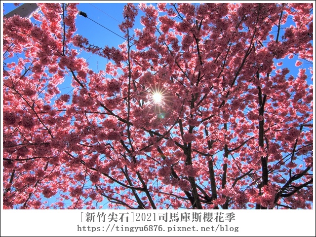 2021司馬庫斯櫻花季234.JPG