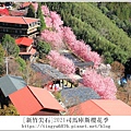 2021司馬庫斯櫻花季293.JPG