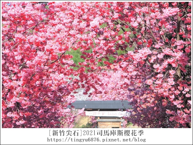 2021司馬庫斯櫻花季354.JPG