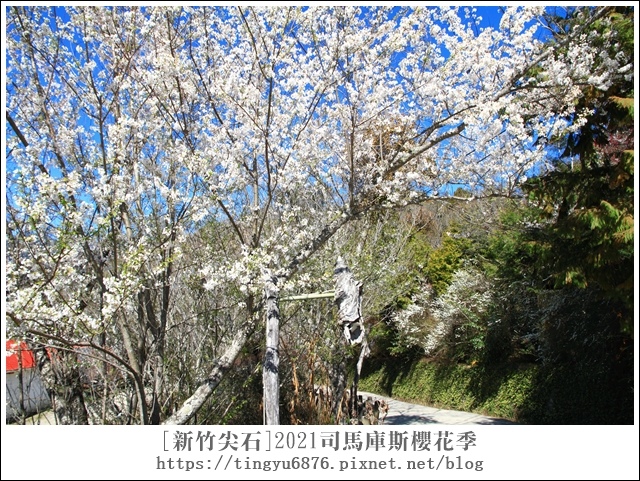 2021司馬庫斯櫻花季429.JPG