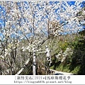 2021司馬庫斯櫻花季429.JPG