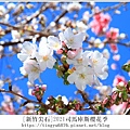 2021司馬庫斯櫻花季459.JPG