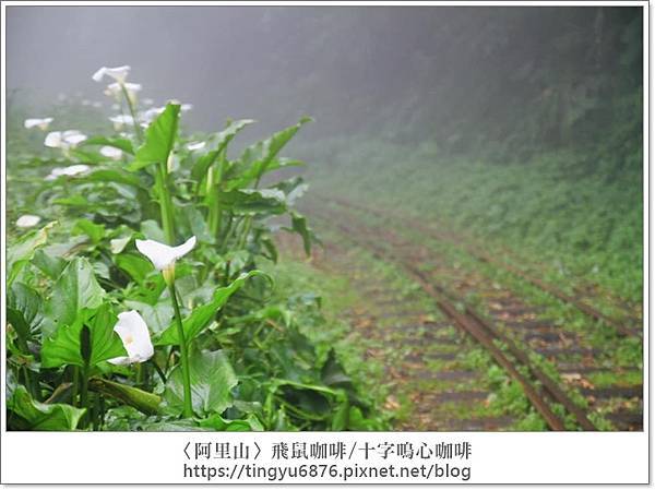 十字鳴心咖啡001.jpg