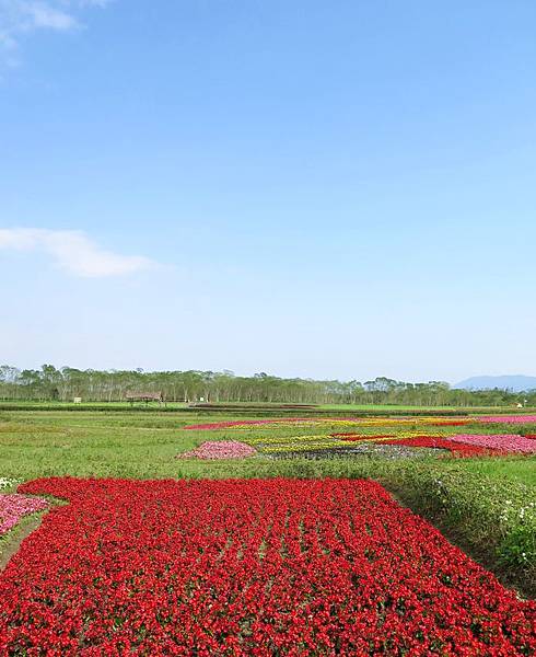 花蓮花海24.JPG