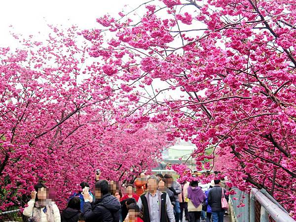 泰安櫻花23.JPG
