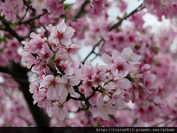 陽明山櫻花6.JPG