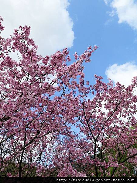 陽明山櫻花11.JPG