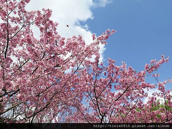 陽明山櫻花19.JPG